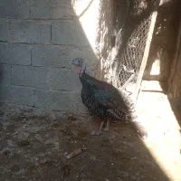 بوقلمون‌ماده‌|حیوانات مزرعه|کازرون, |دیوار