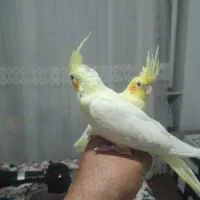 عروس هلندی سه ماهه کاملا اهلی