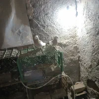 کفتر پرشی|پرنده|نیشابور, مازول|دیوار