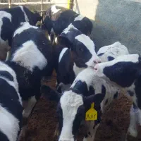 گوساله قطع شیر