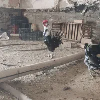 تخم نطفه دار گلین ، برهما ، لاری