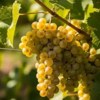 نهالستان شهر نهال تخصصی ترین مرکز تولید نهال