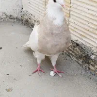 کبوتر