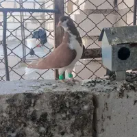 شهری نرو ماده|پرنده|خرمشهر, |دیوار