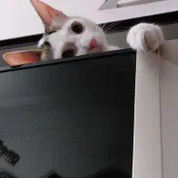 واگذاری رایگان گربه نر