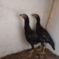 مرغ و خروس لاری