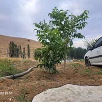 فروش زمین ۲۰۰۰ متری|فروش زمین و ملک کلنگی|فریدونشهر, |دیوار