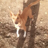 سگ خانگی|سگ|کامیاران, |دیوار