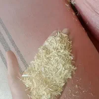 کاه گندم سفید بدون خاک