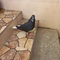 اشعل سیاه نر