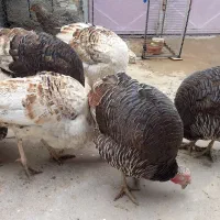 بوقلمون نر و ماده|حیوانات مزرعه|ایذه, |دیوار