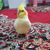 جفت عروس هلندی لوتینو مولد|پرنده|لنگرود, |دیوار