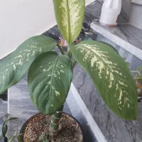 گل طبیعی|گل و گیاه طبیعی|کرمانشاه, |دیوار