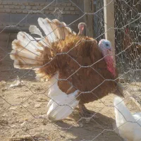 تخم بوقلمون بوربون|حیوانات مزرعه|سیمین شهر, |دیوار