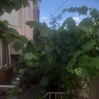 اجاره-خانه