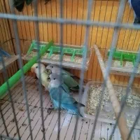 کوتوله برزیلی و اوپال و فیشر|پرنده|اصفهان, برزان|دیوار