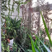 گل سالم وشاداب