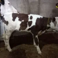 گاو سیمینتال شکم سوم با گوساله سیمینتال ماده|حیوانات مزرعه|مشگین شهر, |دیوار