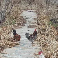 مرغ وخروس نیمچه گلین|حیوانات مزرعه|سنندج, |دیوار