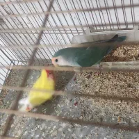 فروش طوطی برزیلی و مرغ عشق با دوتا جوجه