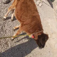 گاو محلی|حیوانات مزرعه|صومای برادوست, |دیوار