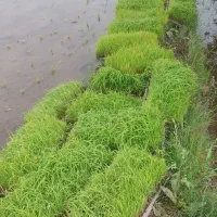 بانک نشاء ۳۴باکس