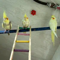 فروش عروس هلندی نر و ماده|پرنده|گرمسار, |دیوار