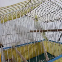 عروس هلندی|پرنده|شیراز, بید زرد|دیوار