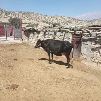 گاو و گوساله