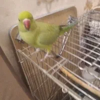 ملنگو رام|پرنده|تهران, اسفندیاری|دیوار