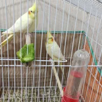 عروس پاریس.هلندی