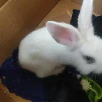 خرگوش باهوش|موش و خرگوش|تهران, مسعودیه|دیوار