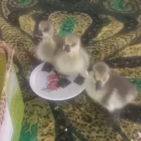 جوجه قوغاز|حیوانات مزرعه|گرگان, |دیوار