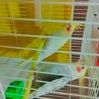 جفت عروس لوتینو کارداده