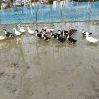 اردک گوشتی پکنی