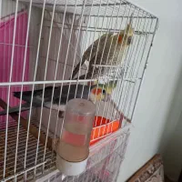 قفس پرنده ۴۰ در ۶۰ لوازم کامل