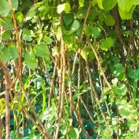 نهال زردآلو|گل و گیاه طبیعی|میانه, |دیوار