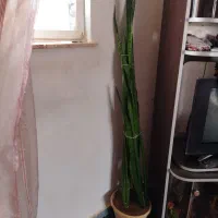 گل به همراه گلدان