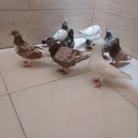 کفتر .کبوتر
