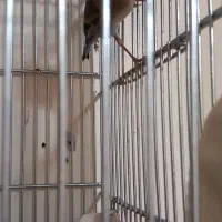 سهره قناری (دهن لر)