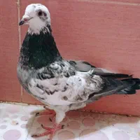 مجسمه کبوتر