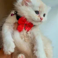 بریتیش لاکچری