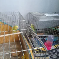 مرغ عشق وعروس هلندی