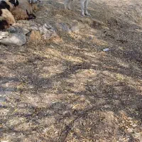 یک جفت سگ اصیل قدرجونی نر|سگ|اصفهان, مرداویج|دیوار