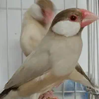 فنچ نرگسی شکلاتی ماده|پرنده|شیراز, فضل‌آباد|دیوار