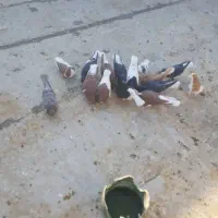 کبوتر|پرنده|شیراز, چشمه سید صفری|دیوار