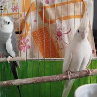 عروس هلندی جفت