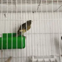 قناری|پرنده|تربت‌حیدریه, دیزقند|دیوار