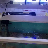 اکواریوم شیشه خم|ماهی|قرچک, باقرآباد|دیوار