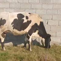 گاو هلشتاین وگوساله نر